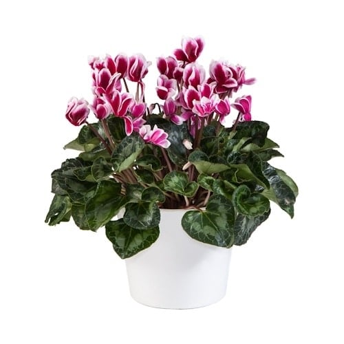 צמח רקפת בכלי קרמיקה