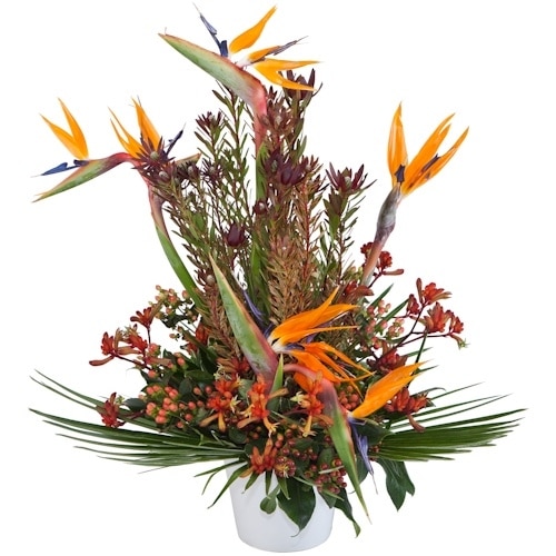 מעוף הציפור